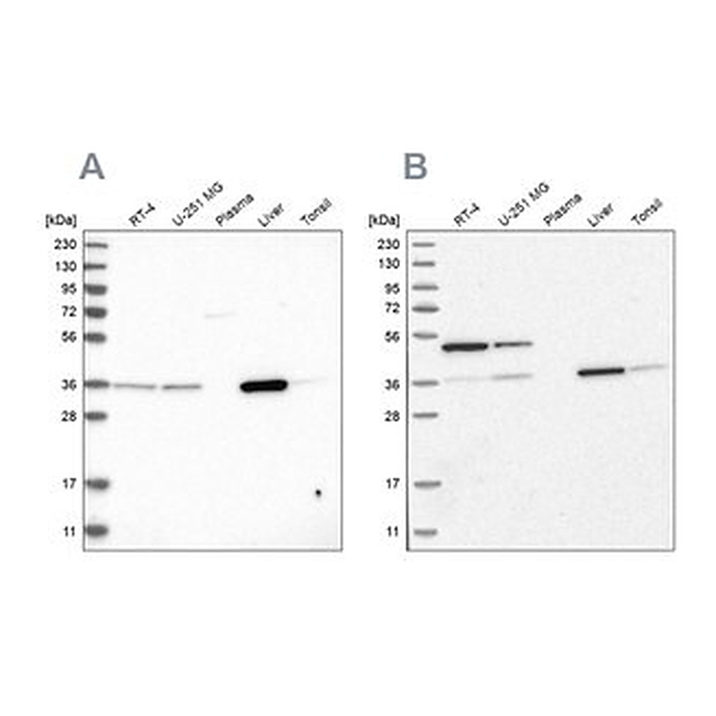 Merck Anti-CRYZ antibody produced in rabbit