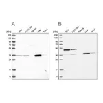 Merck Anti-CRYZ antibody produced in rabbit