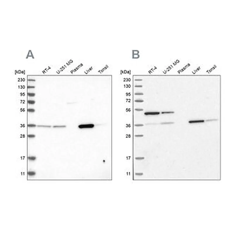 Merck Anti-CRYZ antibody produced in rabbit