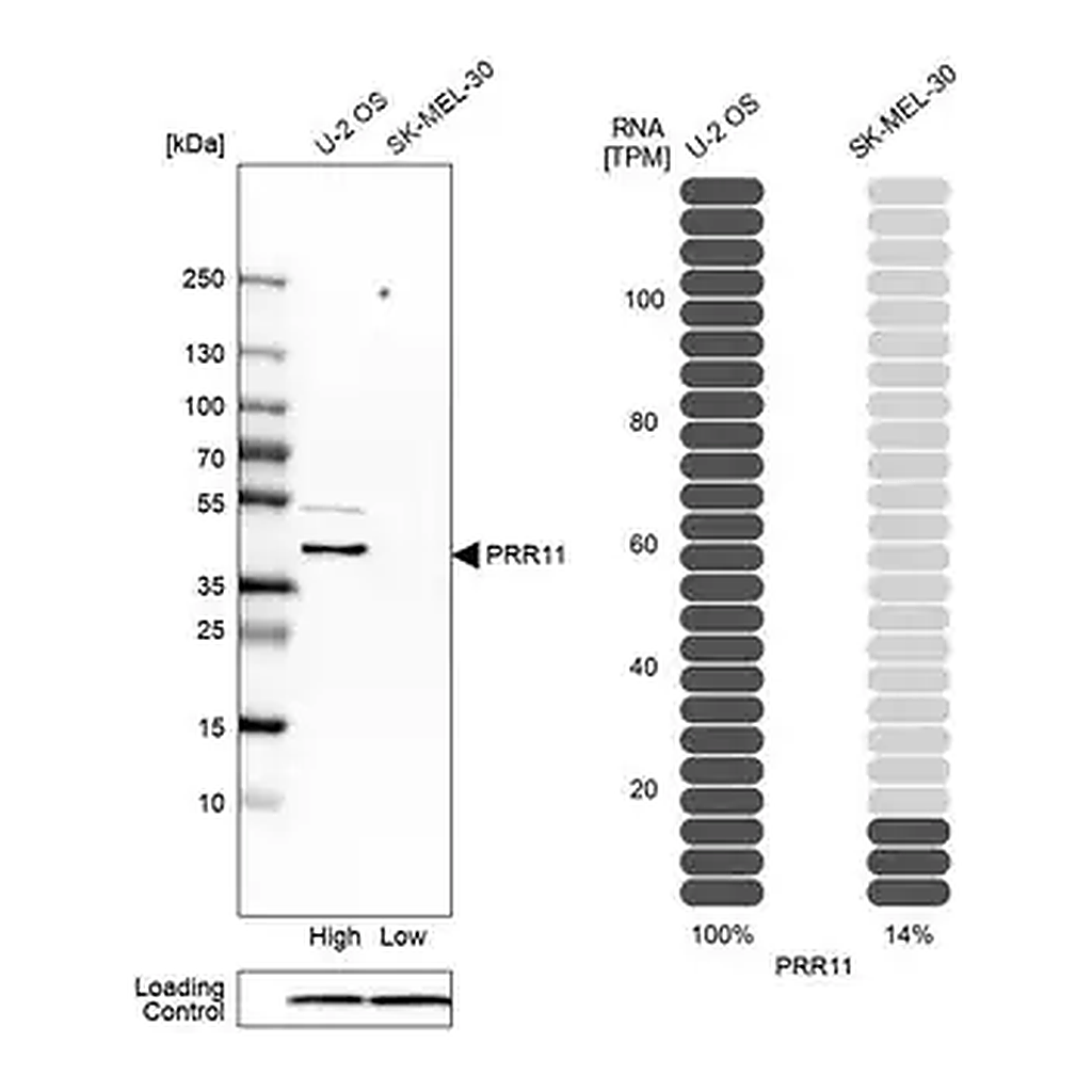 Merck Anti-PRR11 antibody produced in rabbit