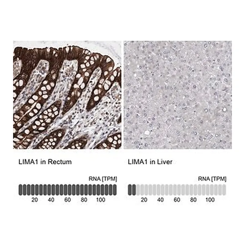 Merck Anti-LIMA1 antibody produced in rabbit