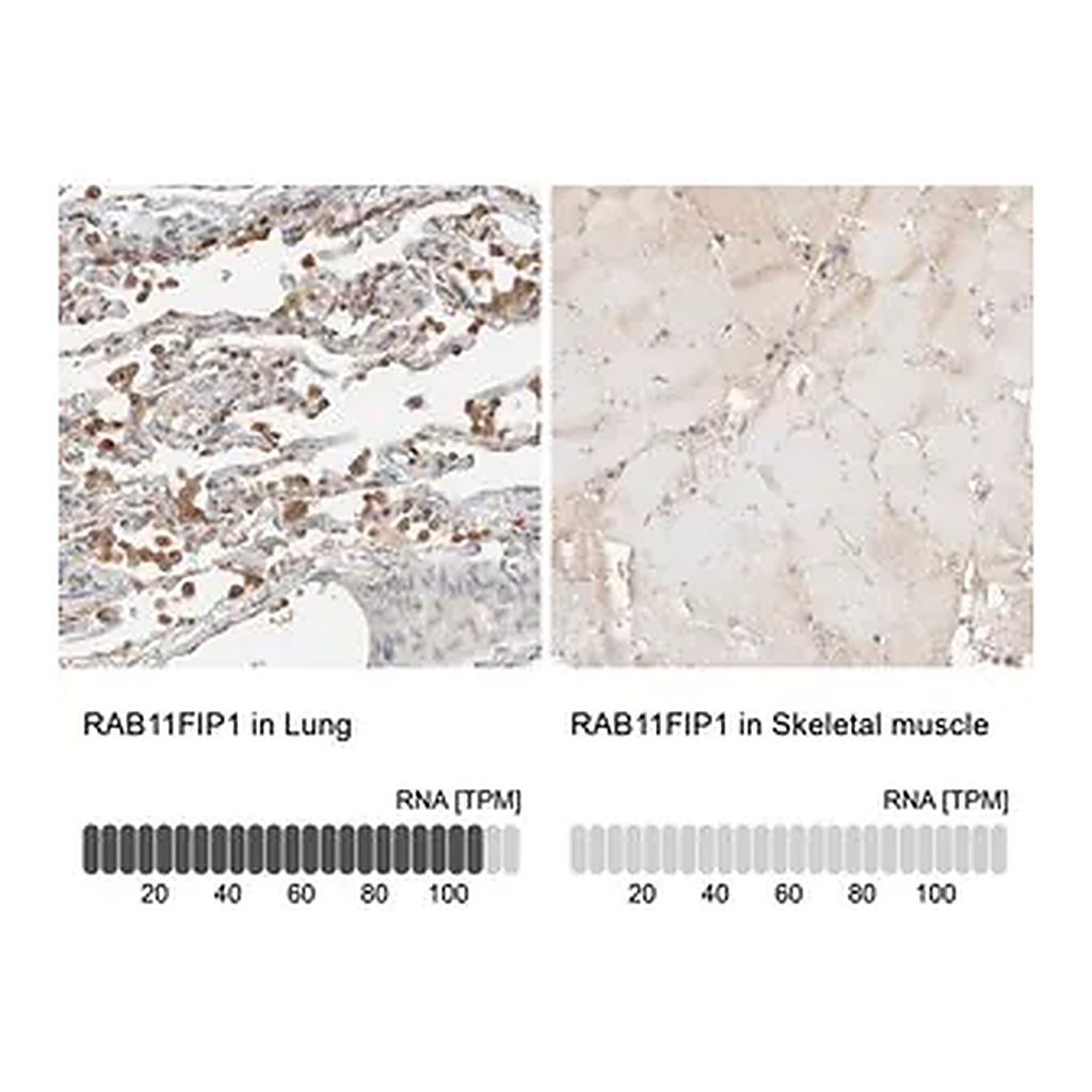 Merck Anti-RAB11FIP1 antibody produced in rabbit