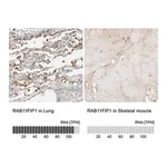 Merck Anti-RAB11FIP1 antibody produced in rabbit