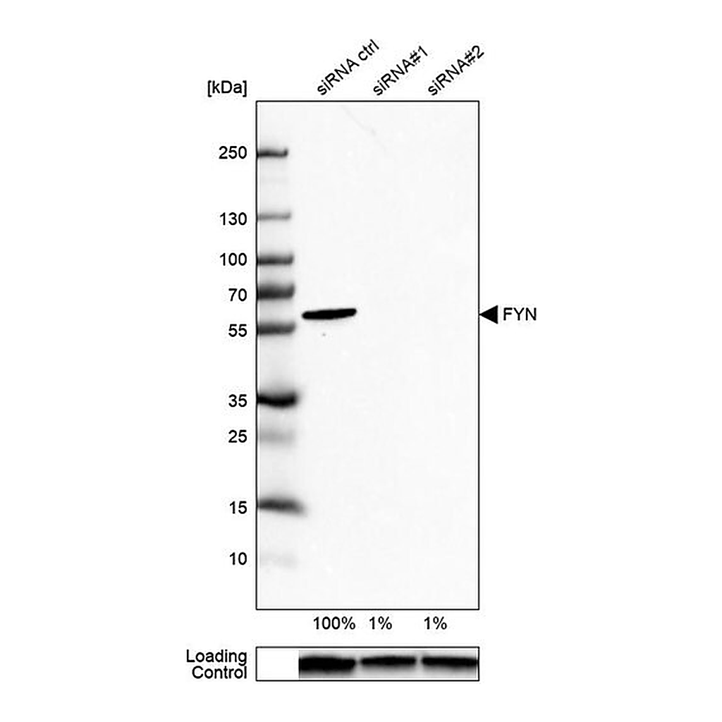 Merck Anti-FYN antibody produced in rabbit