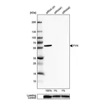 Merck Anti-FYN antibody produced in rabbit