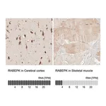 Merck Anti-RABEPK antibody produced in rabbit