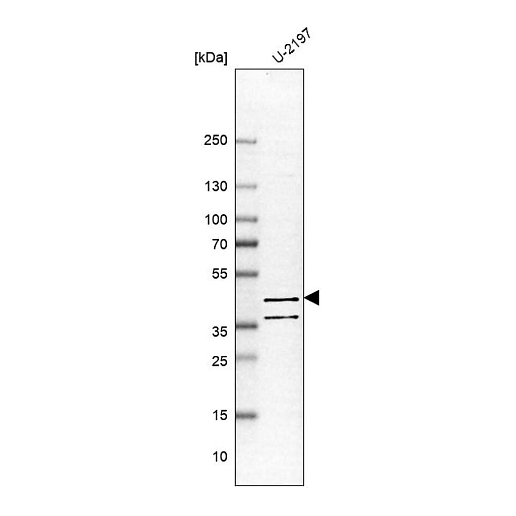 Merck Anti-PDE7B antibody produced in rabbit