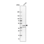 Merck Anti-PDE7B antibody produced in rabbit
