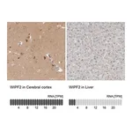 Merck Anti-WIPF2 antibody produced in rabbit