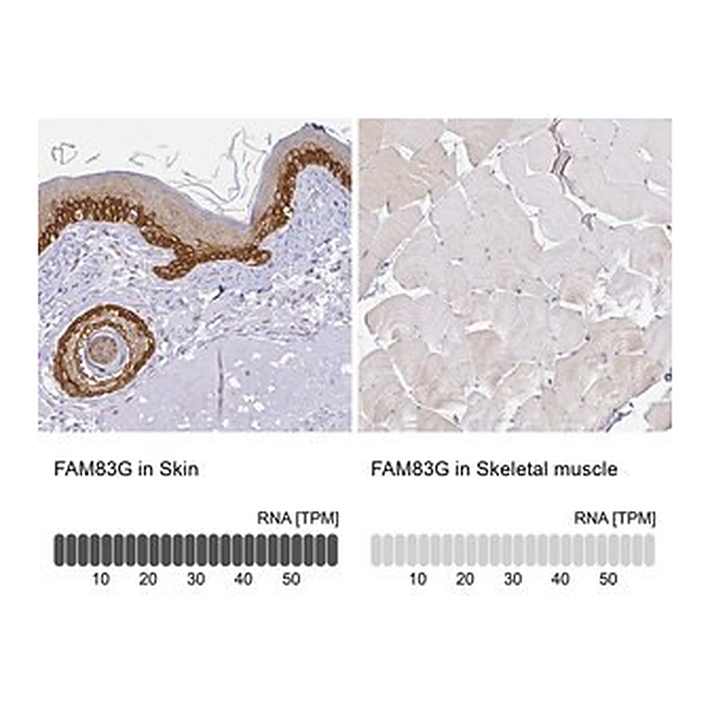 Merck Anti-FAM83G antibody produced in rabbit