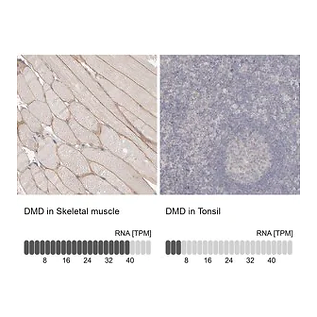Merck Anti-DMD antibody produced in rabbit