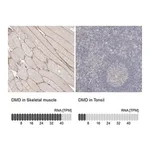 Merck Anti-DMD antibody produced in rabbit