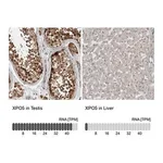 Merck Anti-XPO5 antibody produced in rabbit