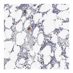 Merck Anti-HPGDS antibody produced in rabbit