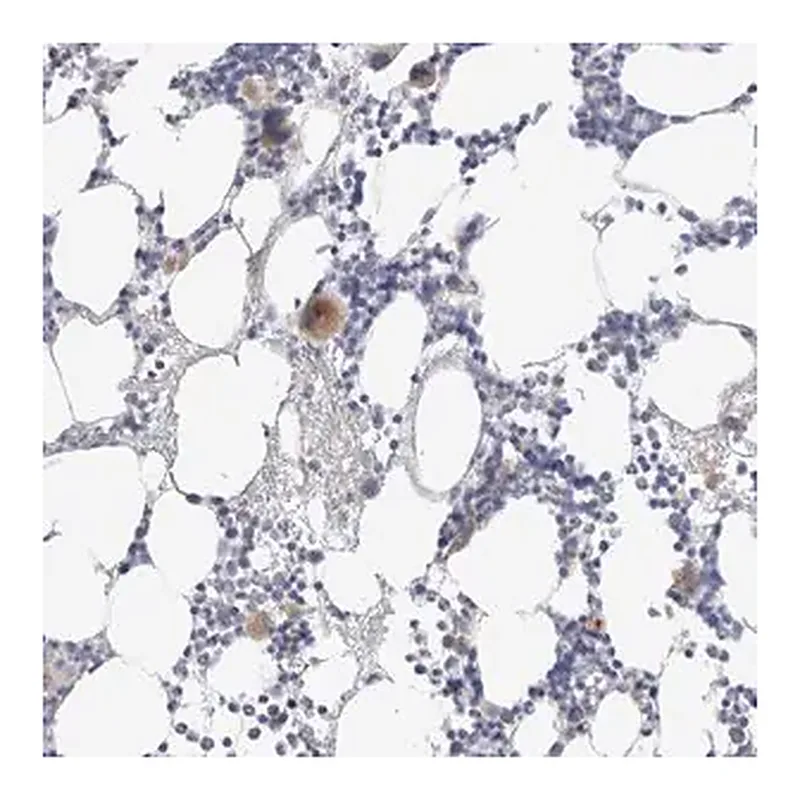 Merck Anti-HPGDS antibody produced in rabbit