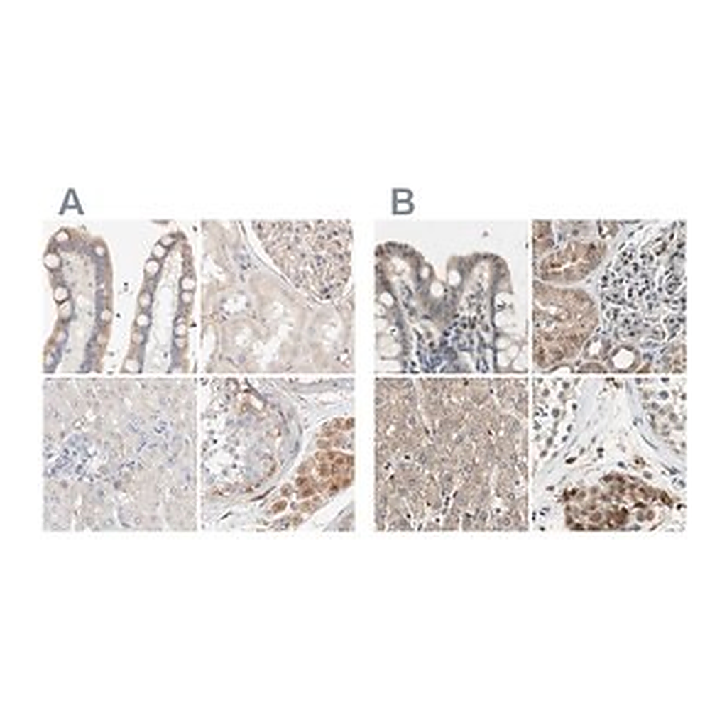Merck Anti-PROS1 antibody produced in rabbit