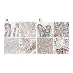 Merck Anti-PROS1 antibody produced in rabbit