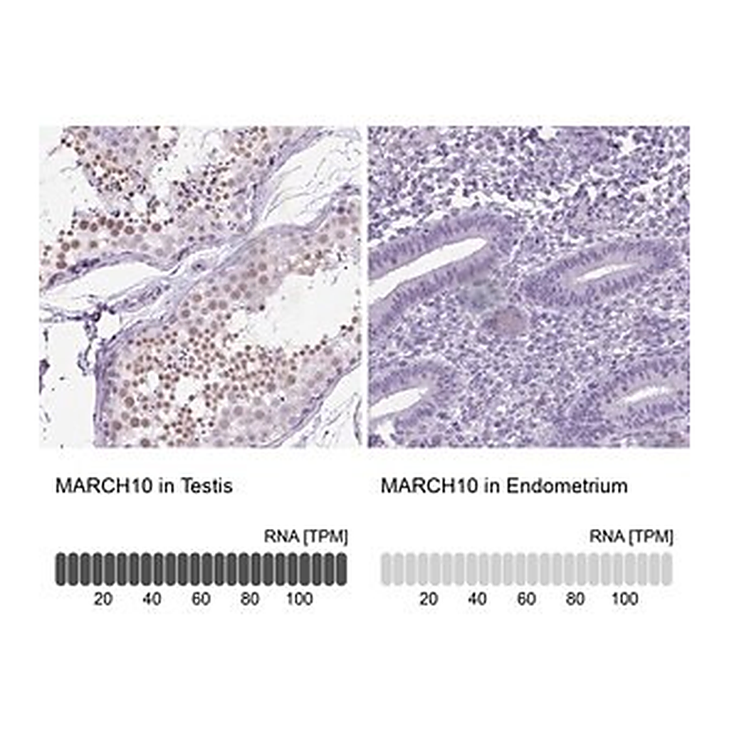 Merck Anti-MARCH10 antibody produced in rabbit