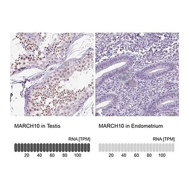 Merck Anti-MARCH10 antibody produced in rabbit