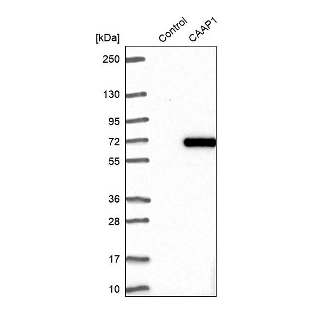 Merck Anti-CAAP1 antibody produced in rabbit