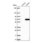 Merck Anti-CAAP1 antibody produced in rabbit