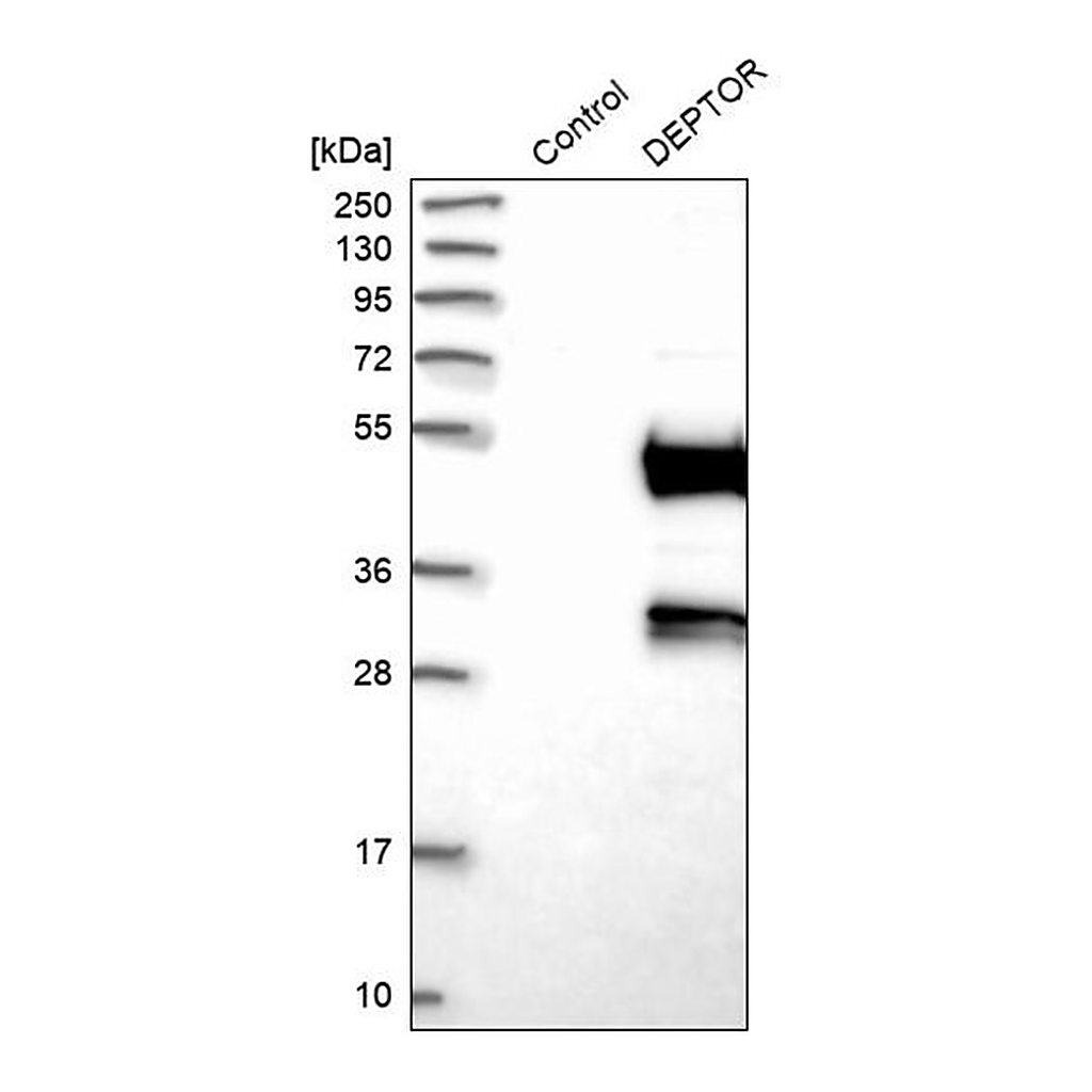Merck ANTI-DEPTOR antibody produced in rabbit