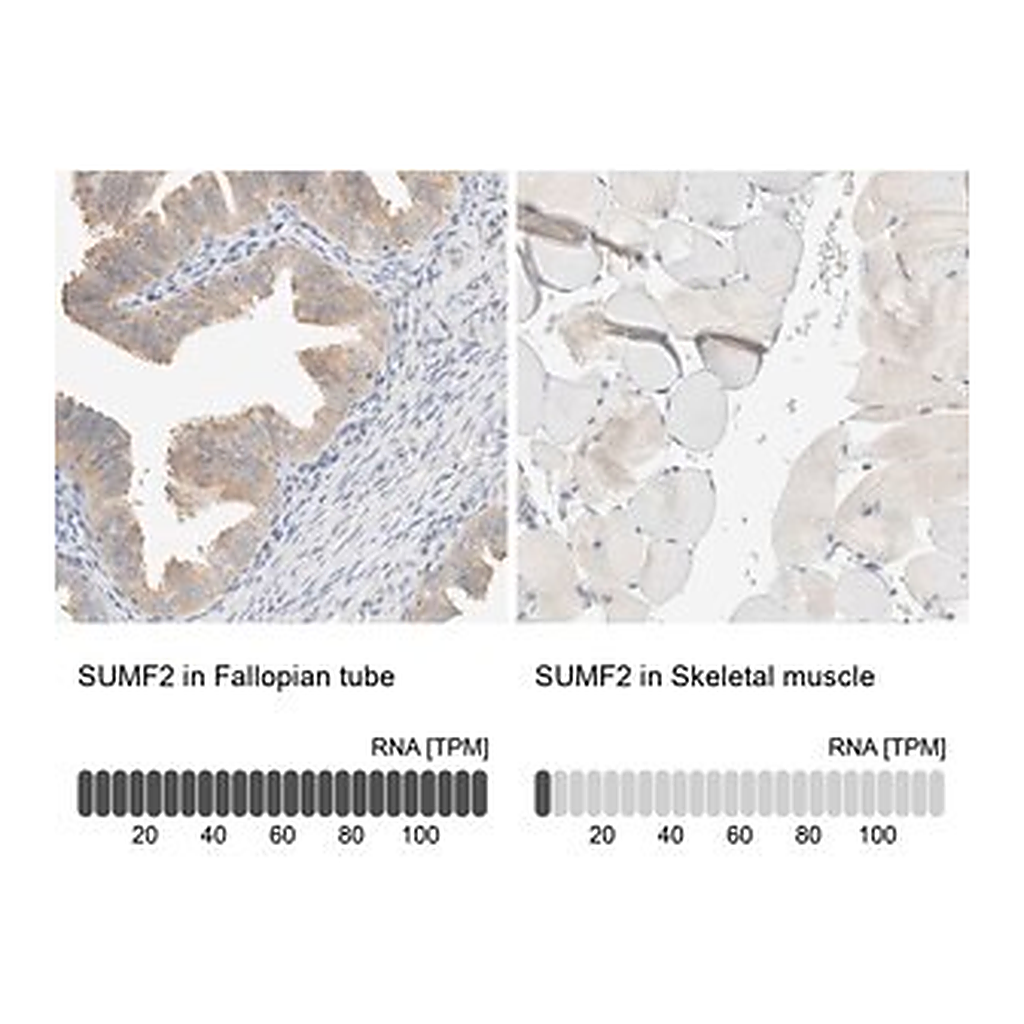 Merck Anti-SUMF2 antibody produced in rabbit