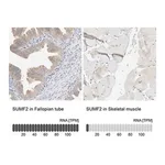 Merck Anti-SUMF2 antibody produced in rabbit
