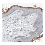 Merck Anti-ALOX12B antibody produced in rabbit