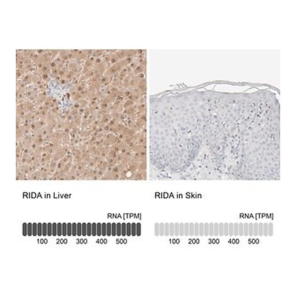 Merck Anti-RIDA antibody produced in rabbit
