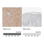 Merck Anti-RIDA antibody produced in rabbit