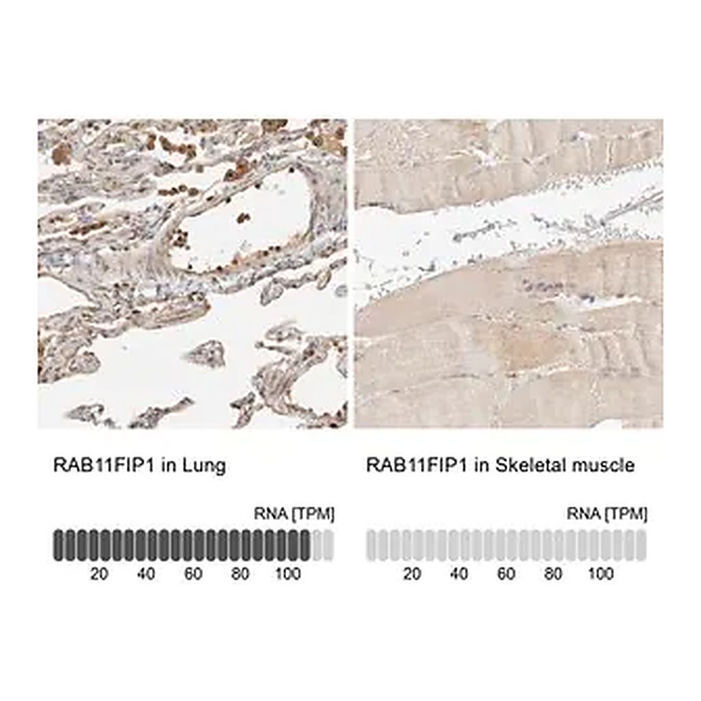 Merck Anti-RAB11FIP1 antibody produced in rabbit