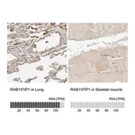 Merck Anti-RAB11FIP1 antibody produced in rabbit