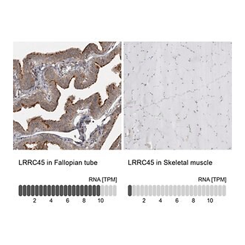 Merck Anti-LRRC45 antibody produced in rabbit