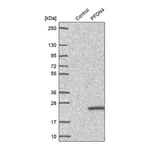 Merck Anti-PFDN4 antibody produced in rabbit