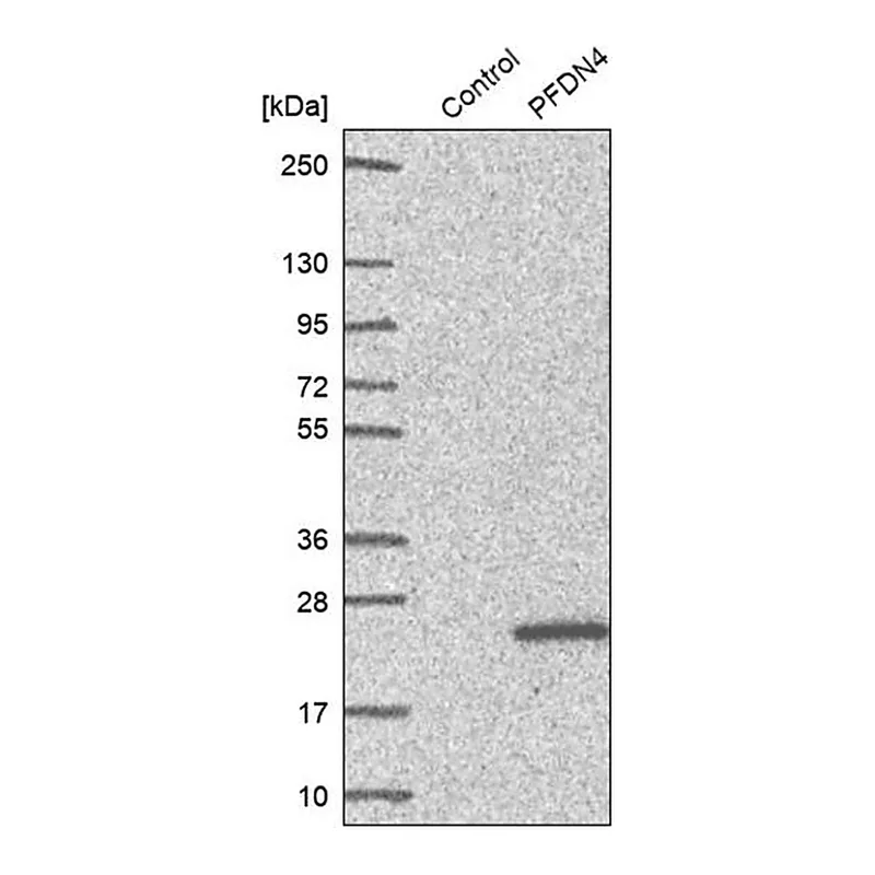Merck Anti-PFDN4 antibody produced in rabbit
