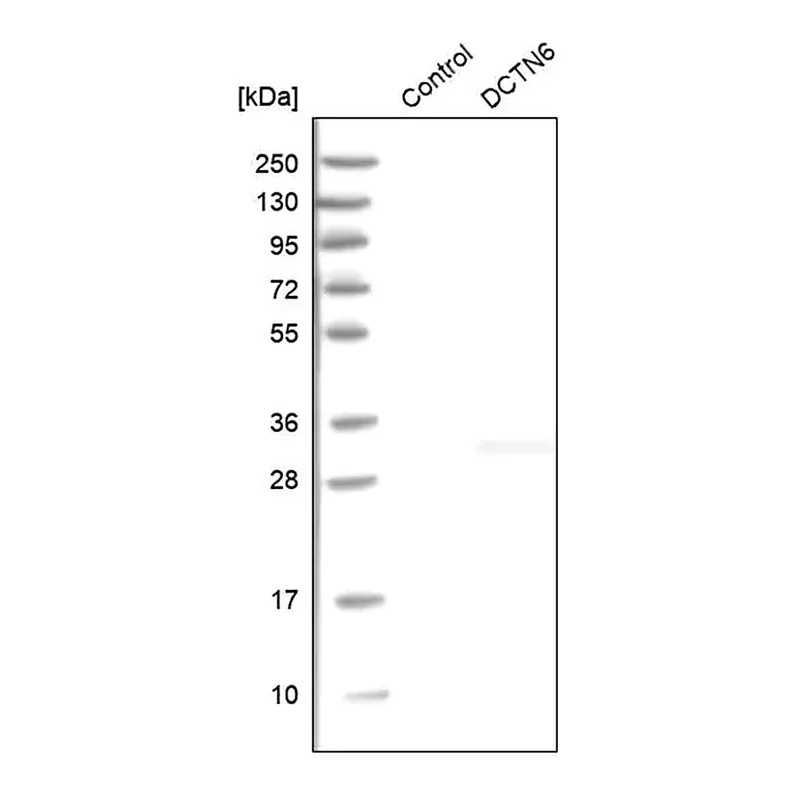 Merck Anti-DCTN6 antibody produced in rabbit