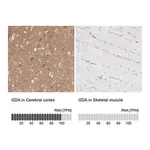 Merck Anti-GDA antibody produced in rabbit
