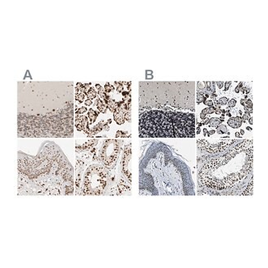 Merck Anti-ZC3HC1 antibody produced in rabbit