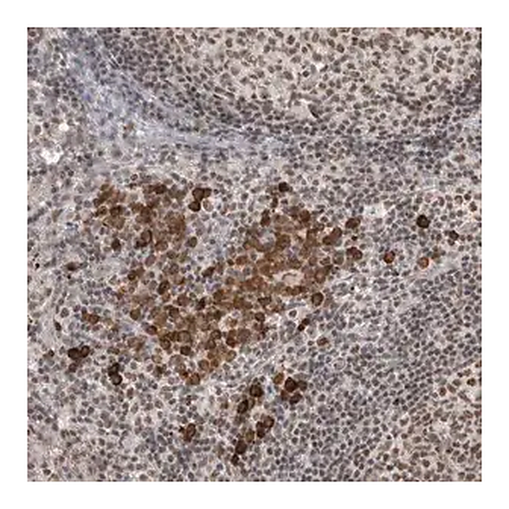 Merck Anti-ZNF24 antibody produced in rabbit