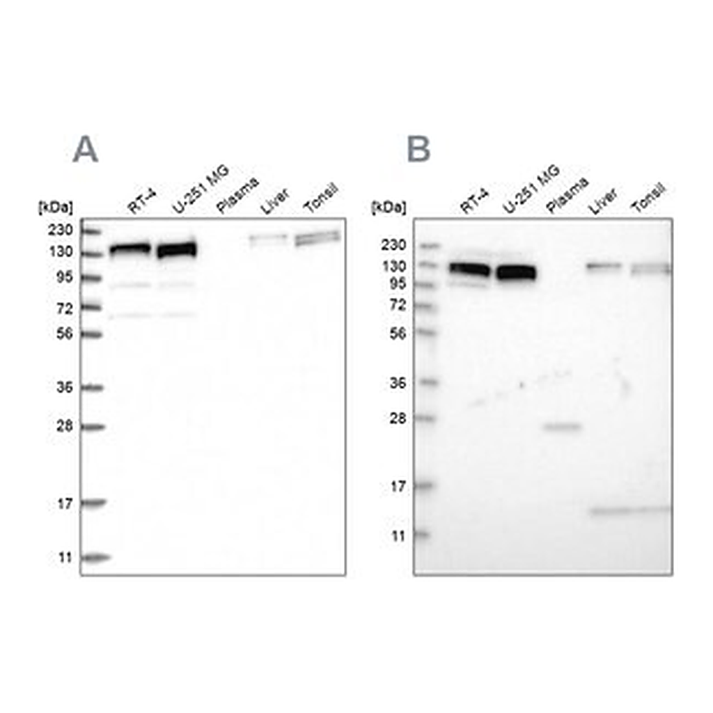 Merck Anti-ERC1 antibody produced in rabbit