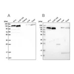 Merck Anti-ERC1 antibody produced in rabbit