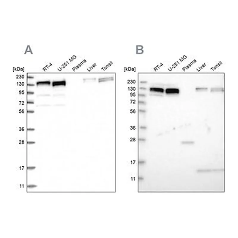 Merck Anti-ERC1 antibody produced in rabbit