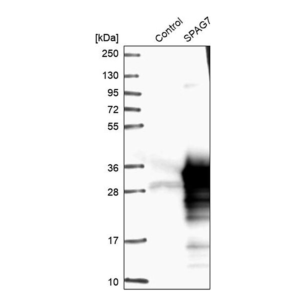 Merck Anti-SPAG7 antibody produced in rabbit