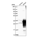 Merck Anti-SPAG7 antibody produced in rabbit