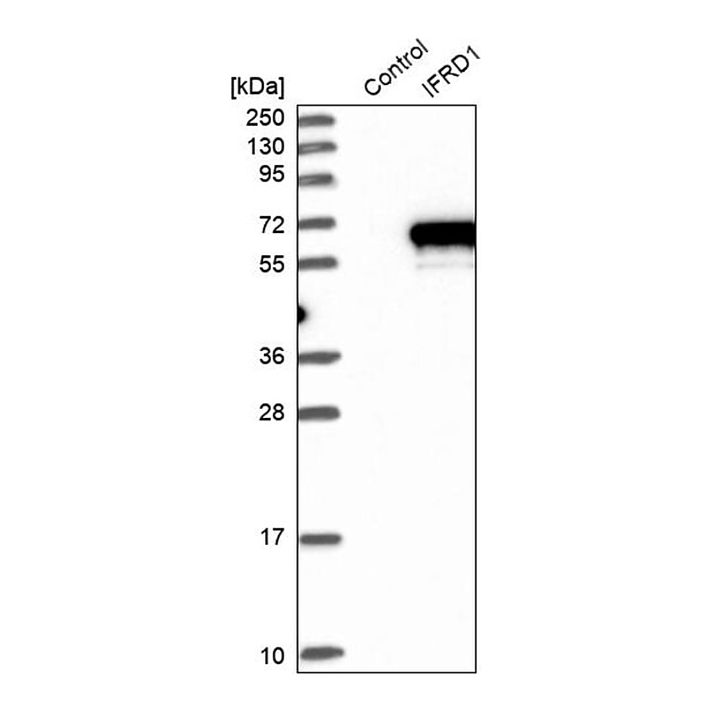 Merck Anti-IFRD1 antibody produced in rabbit