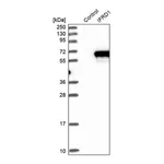 Merck Anti-IFRD1 antibody produced in rabbit
