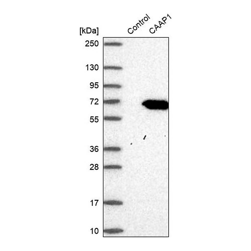 Merck Anti-CAAP1 antibody produced in rabbit