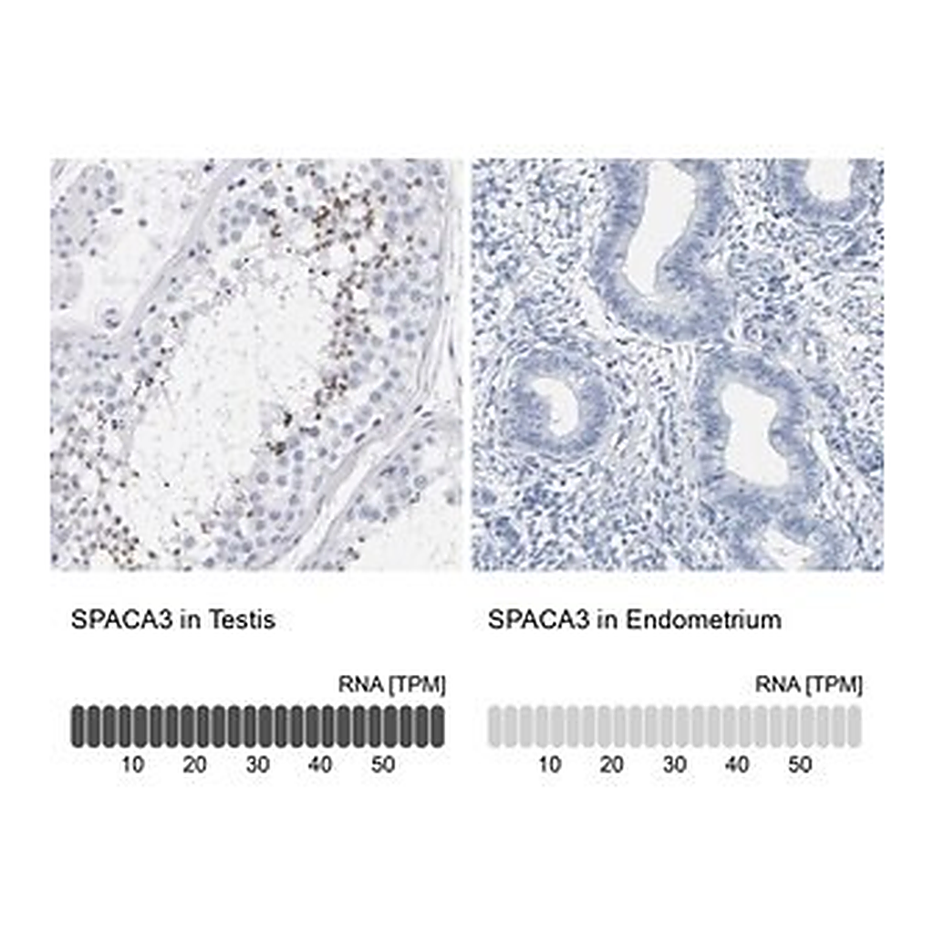 Merck Anti-SPACA3 antibody produced in rabbit