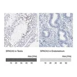 Merck Anti-SPACA3 antibody produced in rabbit